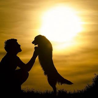 Dog and boy wallpaper