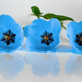 Blue tulips wallpaper