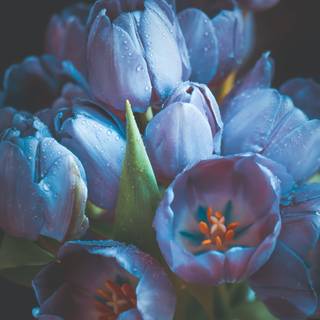 Blue tulips wallpaper