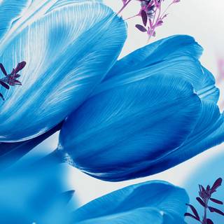Blue tulips wallpaper