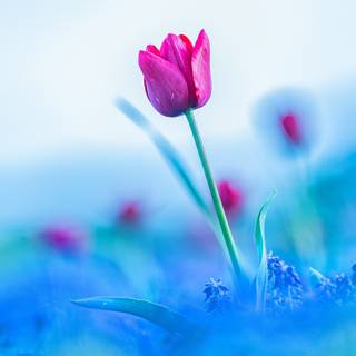 Blue tulips wallpaper