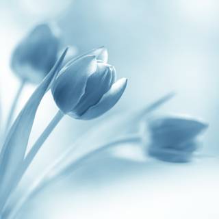 Blue tulips wallpaper