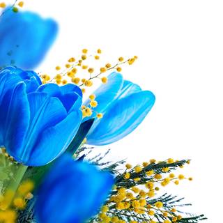 Blue tulips wallpaper