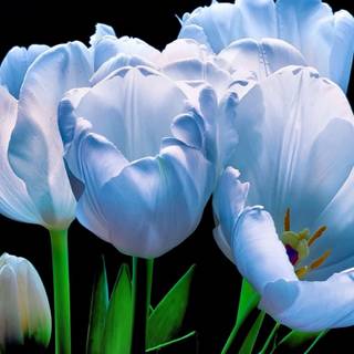 Blue tulips wallpaper