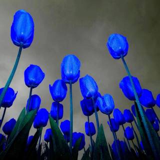 Blue tulips wallpaper