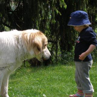 Dog and boy wallpaper