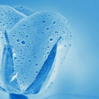 Blue tulips wallpaper