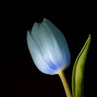 Blue tulips wallpaper