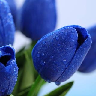 Blue tulips wallpaper