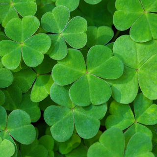 Happy Lucky St Patrick's Day 2023 wallpaper
