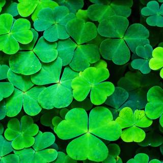 Happy Lucky St Patrick's Day 2023 wallpaper
