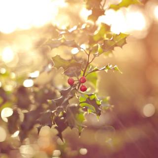 Forest fruit wallpaper