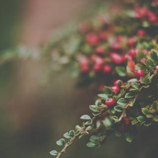 Forest fruit wallpaper