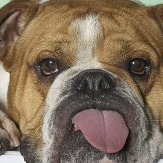 Old English Bulldog wallpaper
