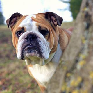 Old English Bulldog wallpaper