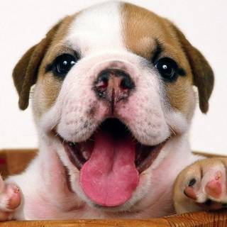 Old English Bulldog wallpaper