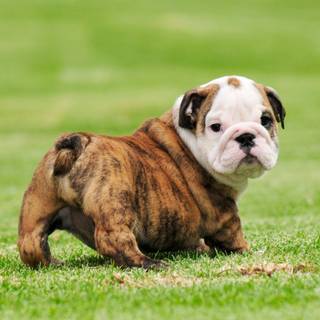Old English Bulldog wallpaper