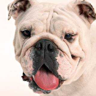 Old English Bulldog wallpaper