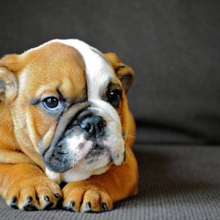 Old English Bulldog wallpaper