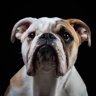 Old English Bulldog wallpaper