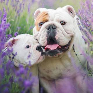 Old English Bulldog wallpaper
