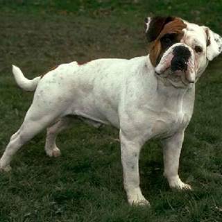 Old English Bulldog wallpaper