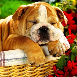 Old English Bulldog wallpaper