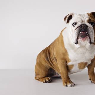 Old English Bulldog wallpaper