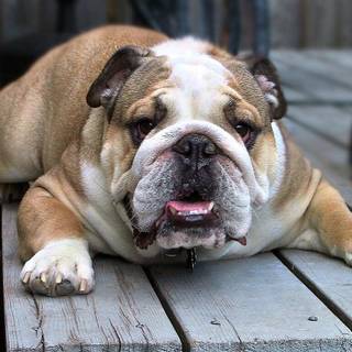 Old English Bulldog wallpaper