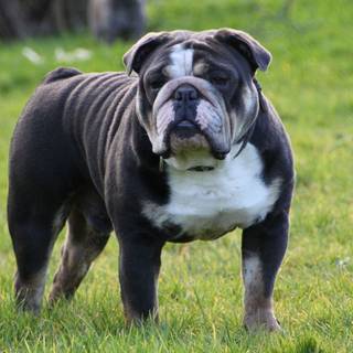 Old English Bulldog wallpaper