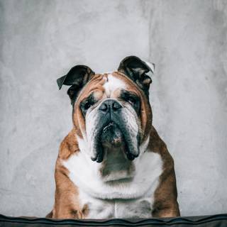 Old English Bulldog wallpaper
