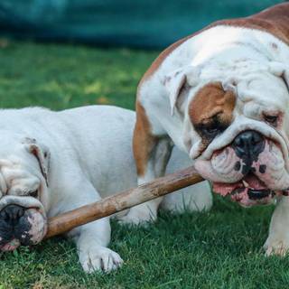 Old English Bulldog wallpaper