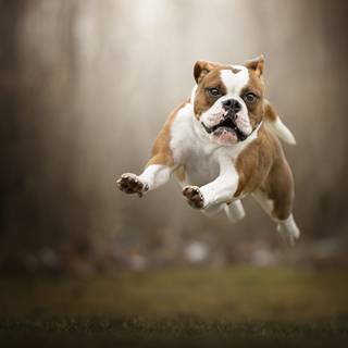 Old English Bulldog wallpaper