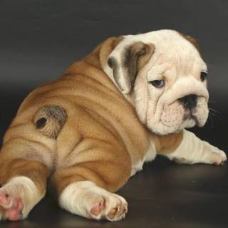 Old English Bulldog wallpaper