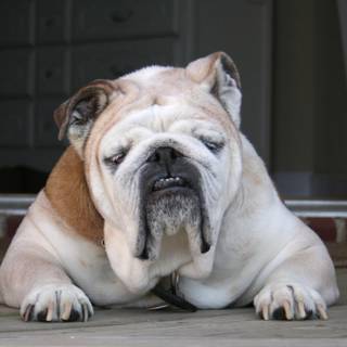 Old English Bulldog wallpaper