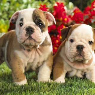 Old English Bulldog wallpaper