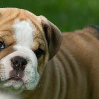 Old English Bulldog wallpaper