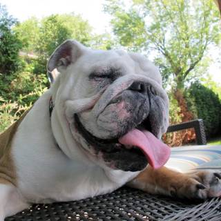 Old English Bulldog wallpaper