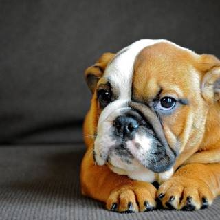Old English Bulldog wallpaper