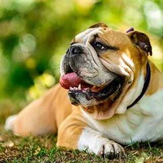 Old English Bulldog wallpaper