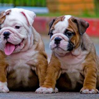Old English Bulldog wallpaper