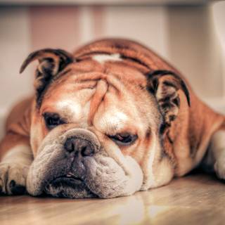 Old English Bulldog wallpaper
