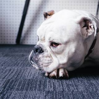 Old English Bulldog wallpaper