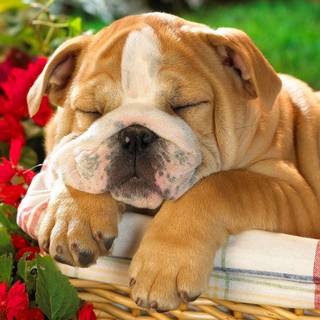 Old English Bulldog wallpaper