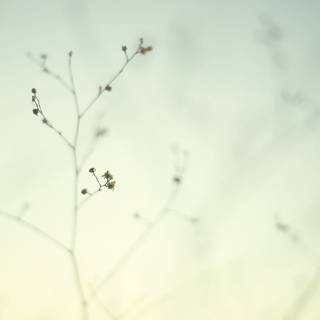 Minimal spring computer wallpaper