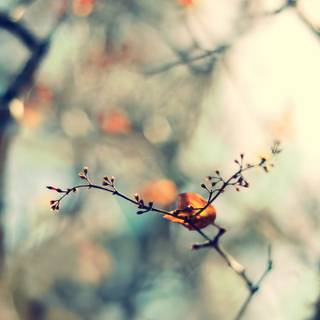 Minimal spring computer wallpaper