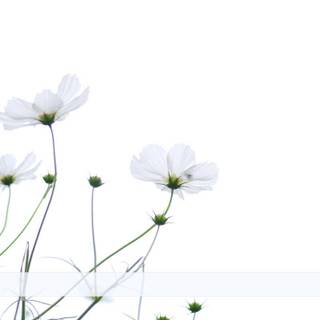 Minimal spring computer wallpaper