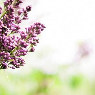 1080x2340 spring wallpaper