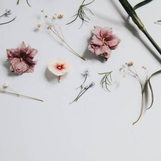 Minimal spring computer wallpaper