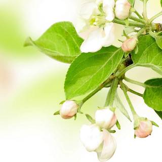 1080x2340 spring wallpaper